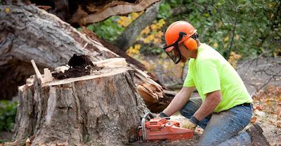 stump removal in Lexington