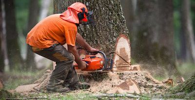 tree removal in Lexington